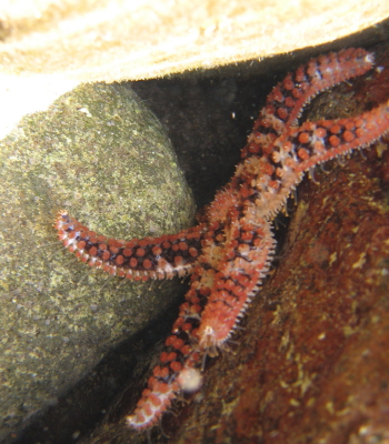 Coscinasterias tenuispina (Lamarck, 1816)